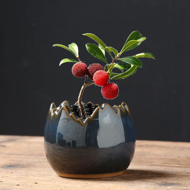 Bonsai Garden Art - Fırınlanmış Sırlı Yumurta Kabuğu Çiçek Saksısı
