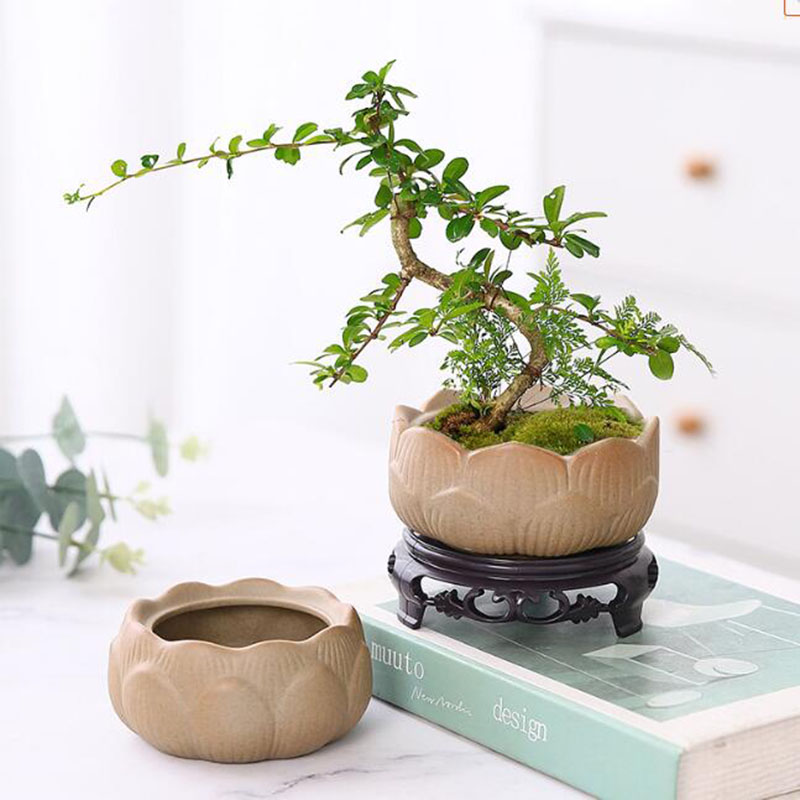 Kaba çömlek Lotus yeşil saksı  - Bonsai Garden Art incelemesi ve fiyatı