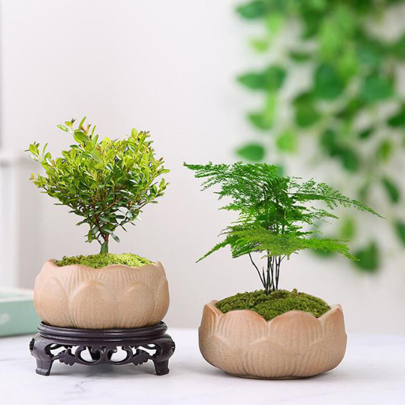 Kaba çömlek Lotus yeşil saksı  - Bonsai Garden Art incelemesi ve fiyatı