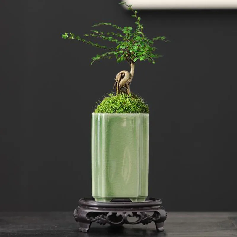Porselen Kare Seladon Sırlı Or - Bonsai Garden Art incelemesi ve fiyatı