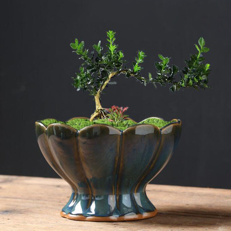 Fırınlanmış Sırlı Yumurta Kabu - Bonsai Garden Art incelemesi ve fiyatı